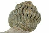 Enrolled Reedops Trilobite Fossil - Atchana, Morocco #312354-3